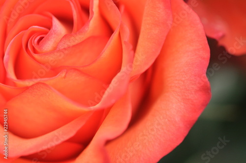 orange Rose closeup