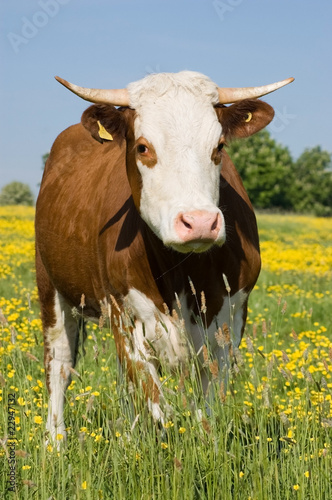 Cow with buttercups