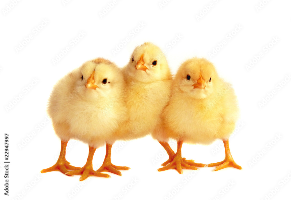 Three chicken on white