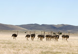 Strausse in der Namib