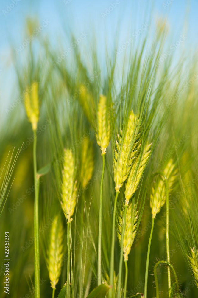 Green wheat close-up macro shot