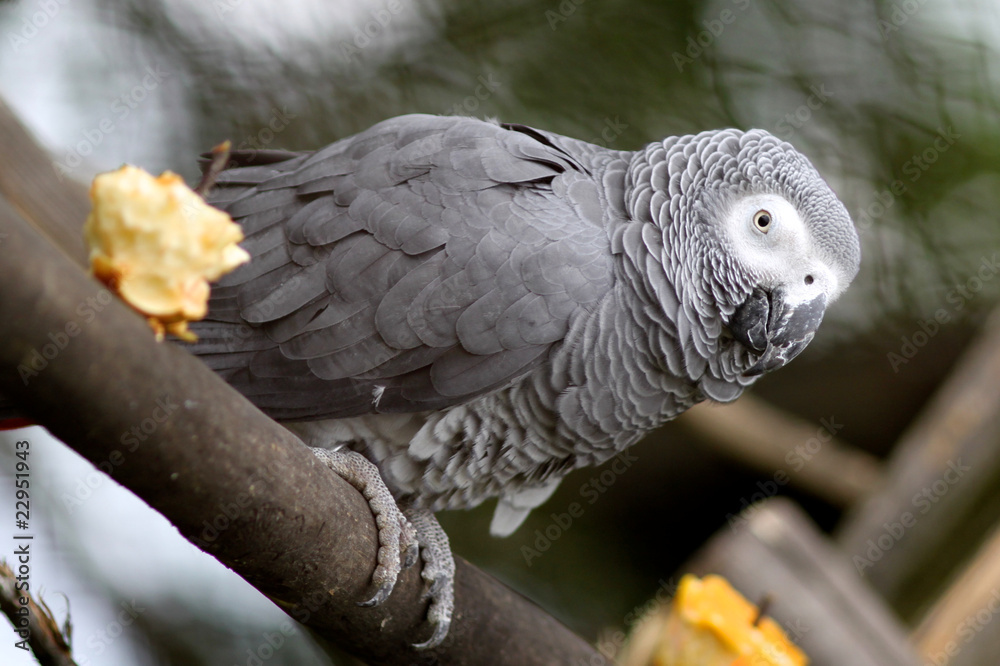 Obraz premium Gray Parrot