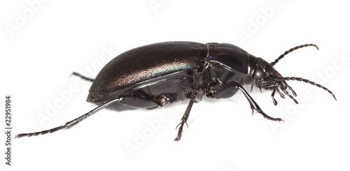 Ground beetle (Carabus nemoralis) isolated.