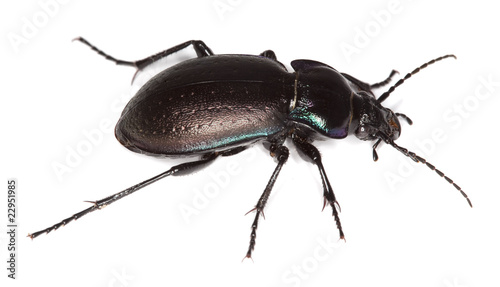 Ground beetle (Carabus nemoralis) isolated. © Henrik Larsson