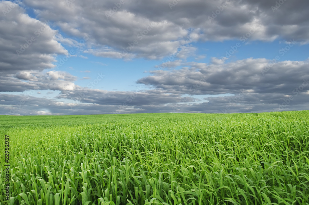 Beautiful Green Field Under Blue Sky