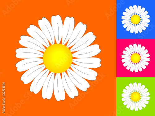 camomile