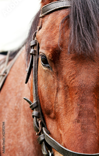 horse head