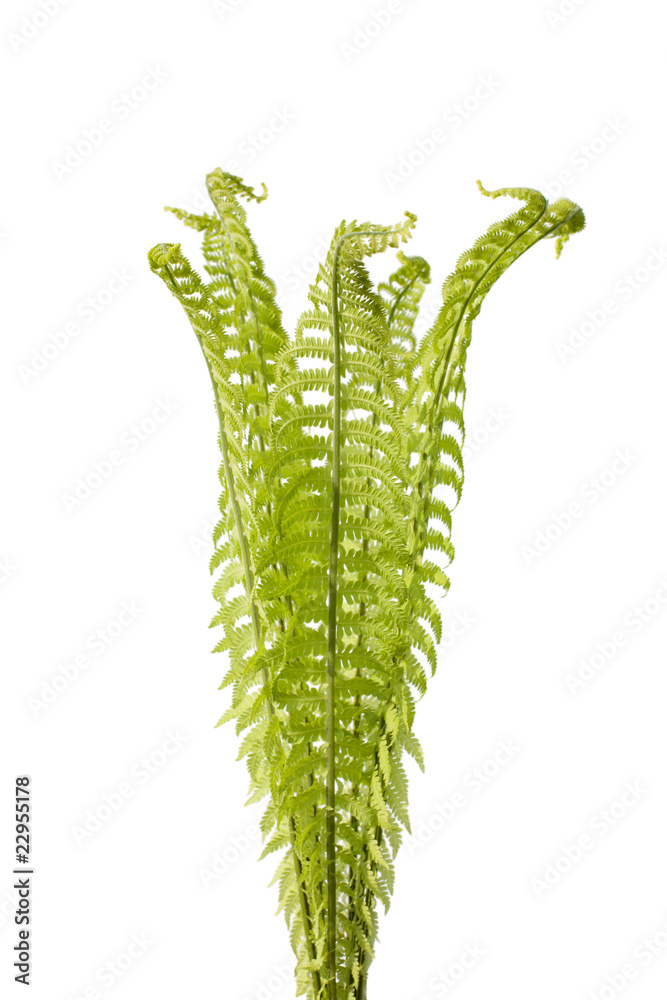 Naklejka premium Wild forest fern isolated on a white. Spring. Isolated.
