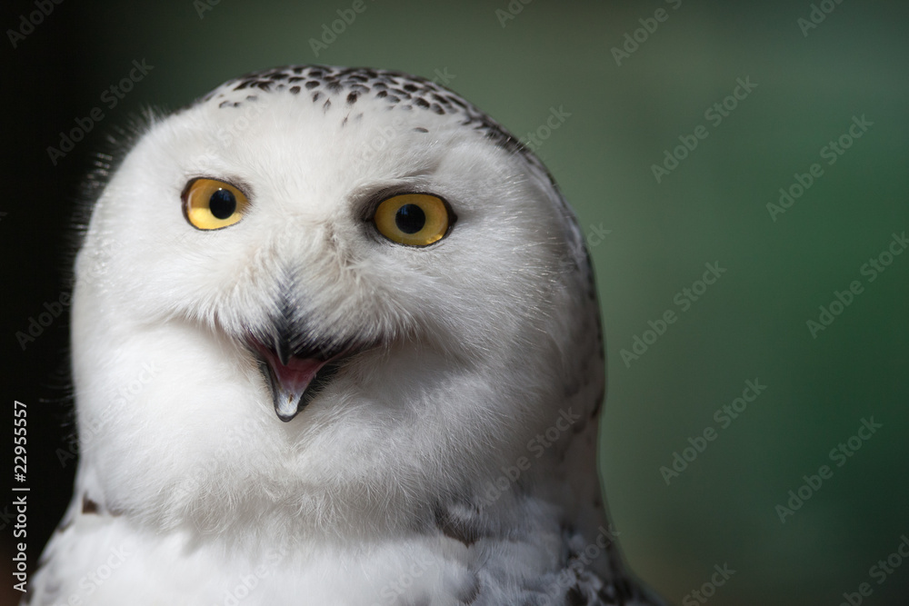 Naklejka premium Snowy owl (Bubo scandiacus).