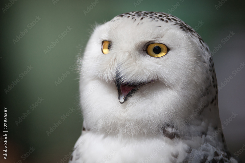 Fototapeta premium Snowy owl (Bubo scandiacus).