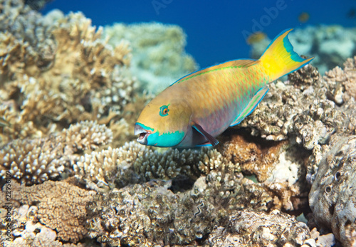 Heavybeak parrotfish