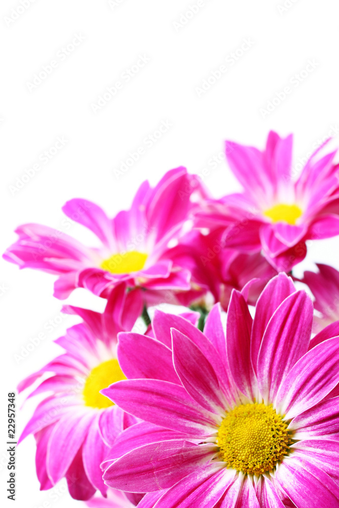 Fototapeta Purple flowers