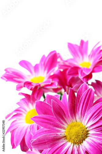 Fioletowe kwiaty