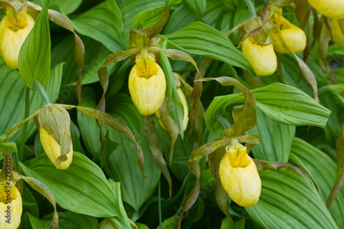 Many flowers of the small yellow lady's slipper (Cypripedium par