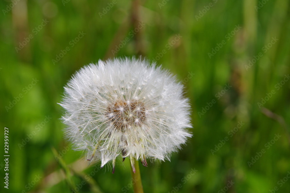 Fototapeta premium Löwenzahn - Pusteblume