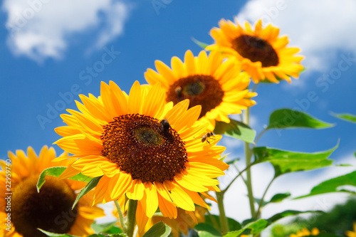 fresh sunflower on blue sky as background