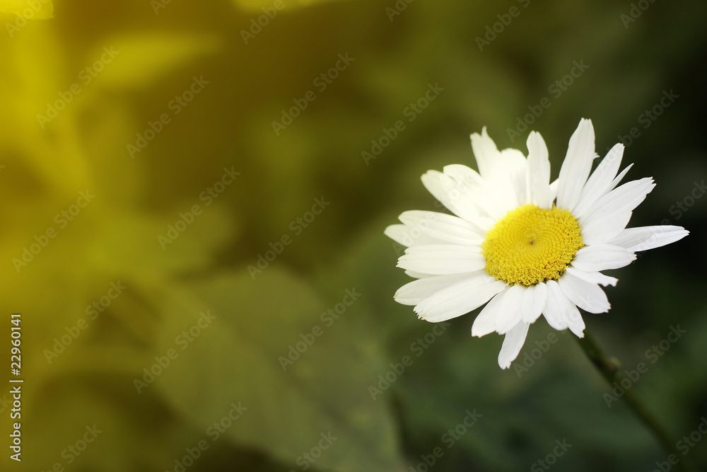 Fototapeta premium background with a camomile