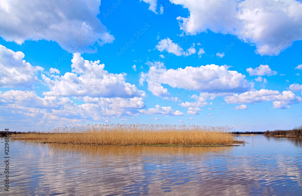 reed on lake