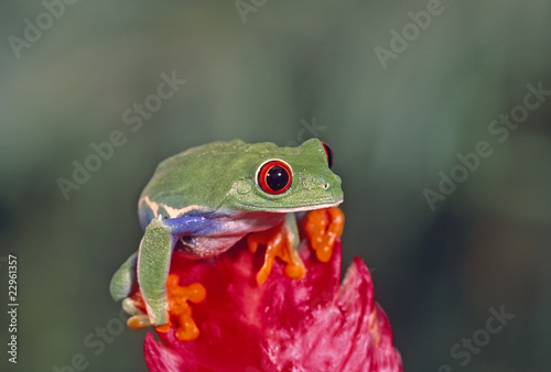 Red  eye treefrog