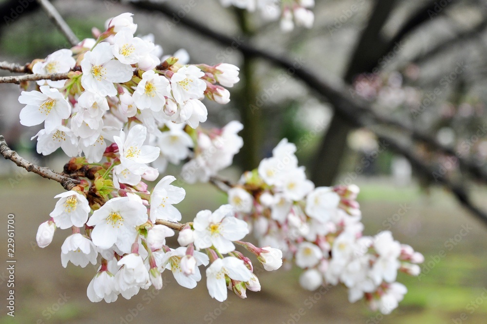 Sakura blossom in Japanese garden