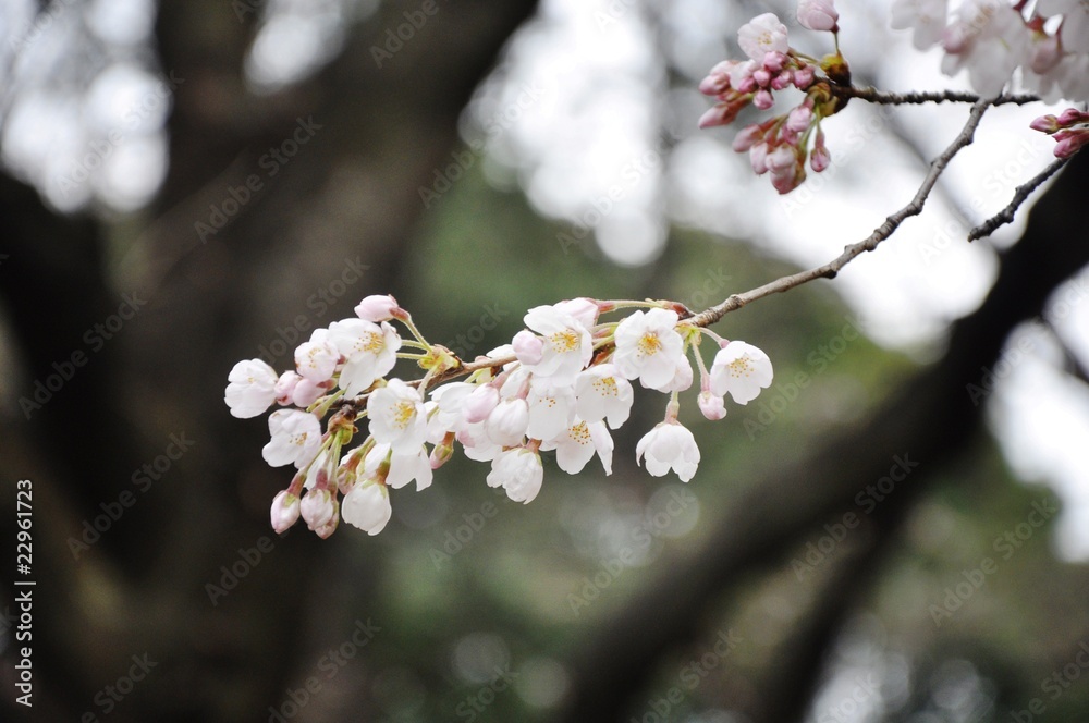 Sakura blossom in Japan