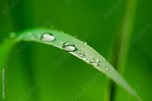 Dew drops on a green grass