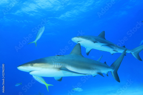 Caribbean Reef Sharks © Richard Carey