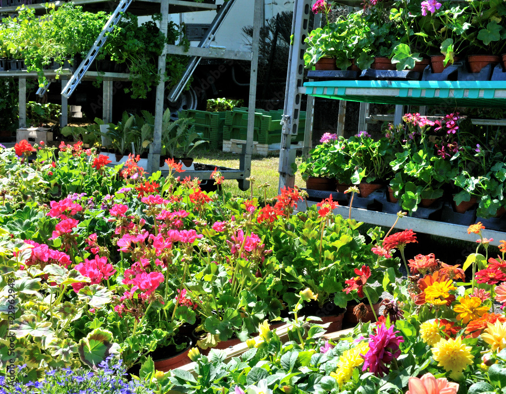 Obraz premium vente de fleurs