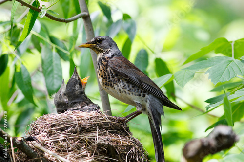 Fieldfare, Turdus pilaris photo