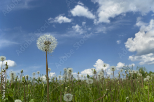 Blowball land.