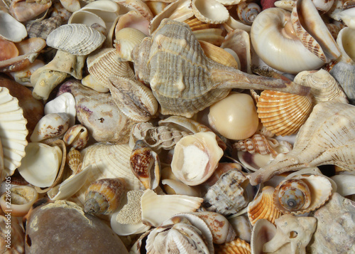 Background of many different seashells