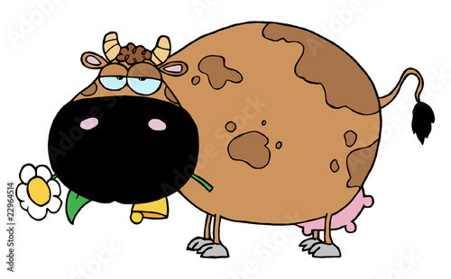 Chubby Brown Cow Eating A Daisy Flower