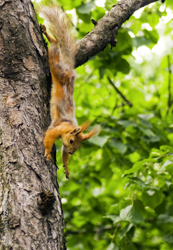 Squirrel hanging on the tree © Kataieva