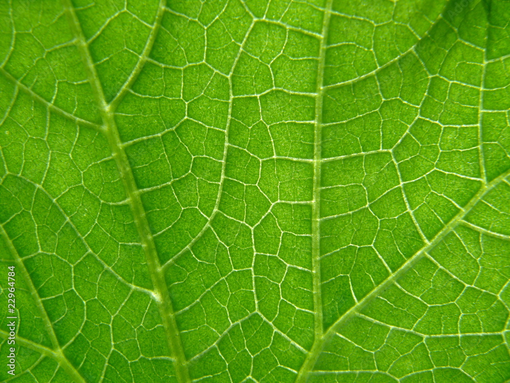 Texture of cucumber leaf Texture of cucumber leaf