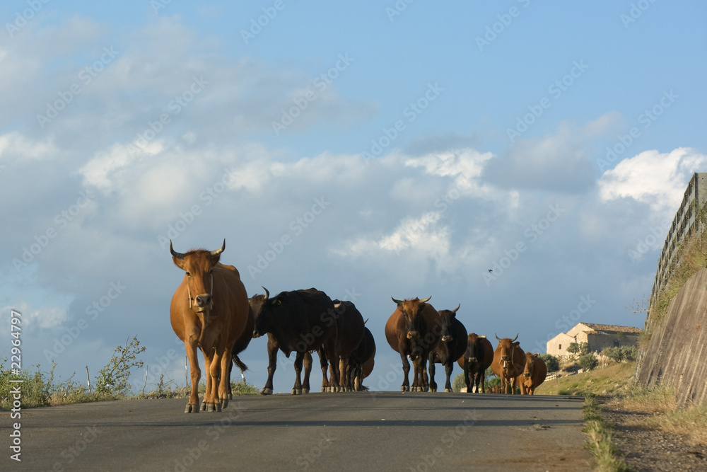 Naklejka premium Herd Of Cattle
