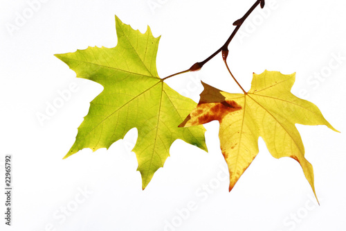 Feuilles sur fond blanc