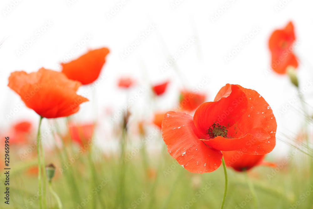 Fototapeta premium Close up of poppy flower