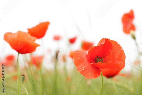 Close up of poppy flower