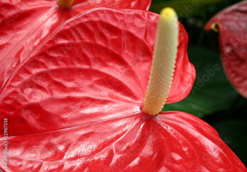 Fotografija Anthurium Flower