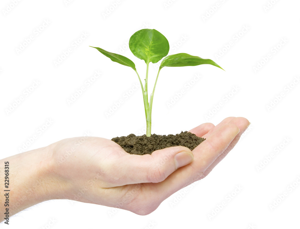 plant in hand