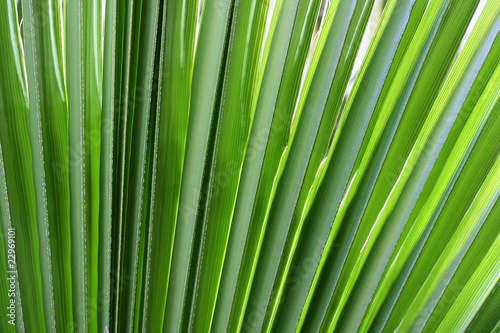 Branch palm