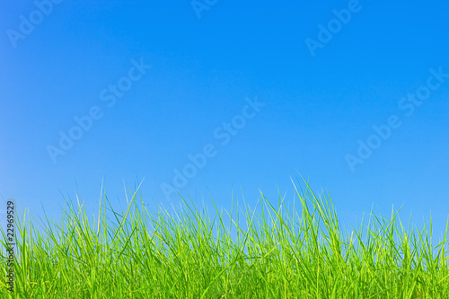 Healthy grass