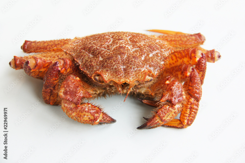 crab (Erimacrus isenbeckii ) crab (Erimacrus isenbeckii )