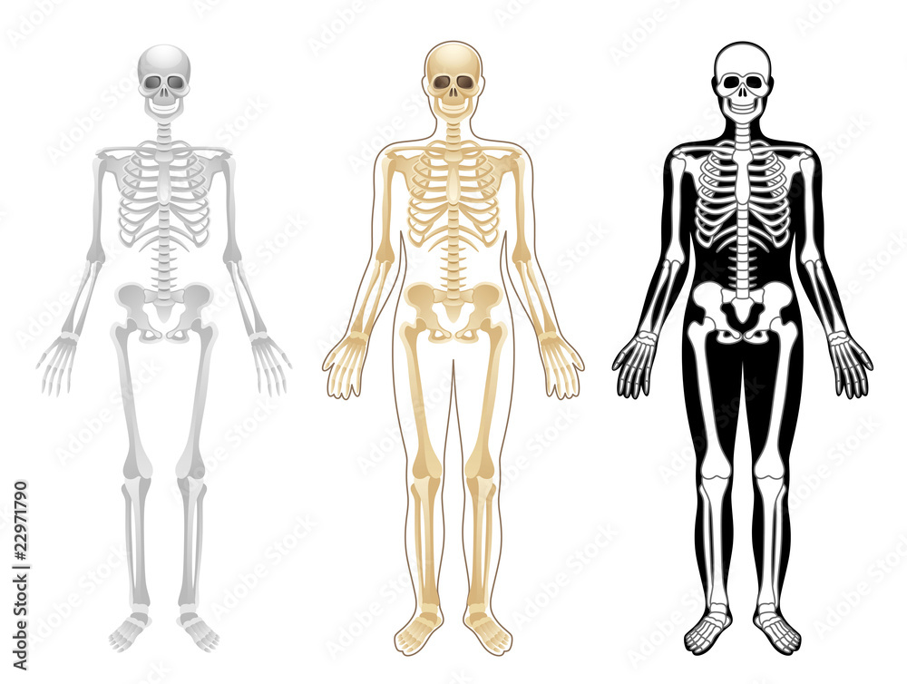 Skeleton