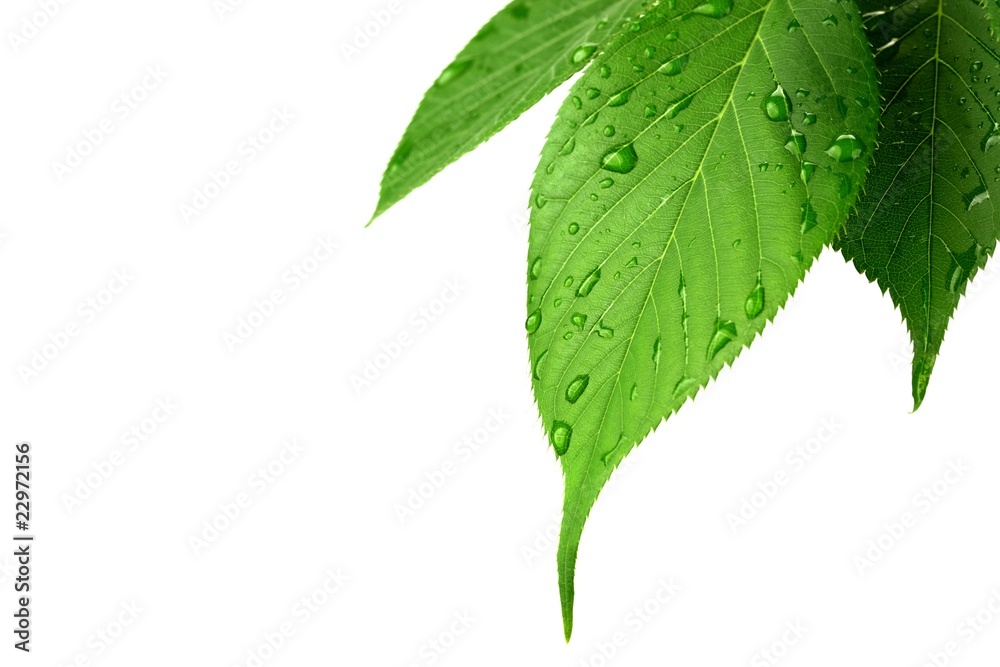 Fototapeta premium Green leaves with water droplets on white