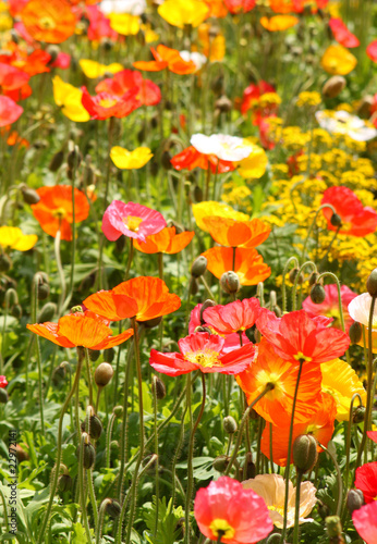 Bunte Blumenwiese mit farbigem Mohn