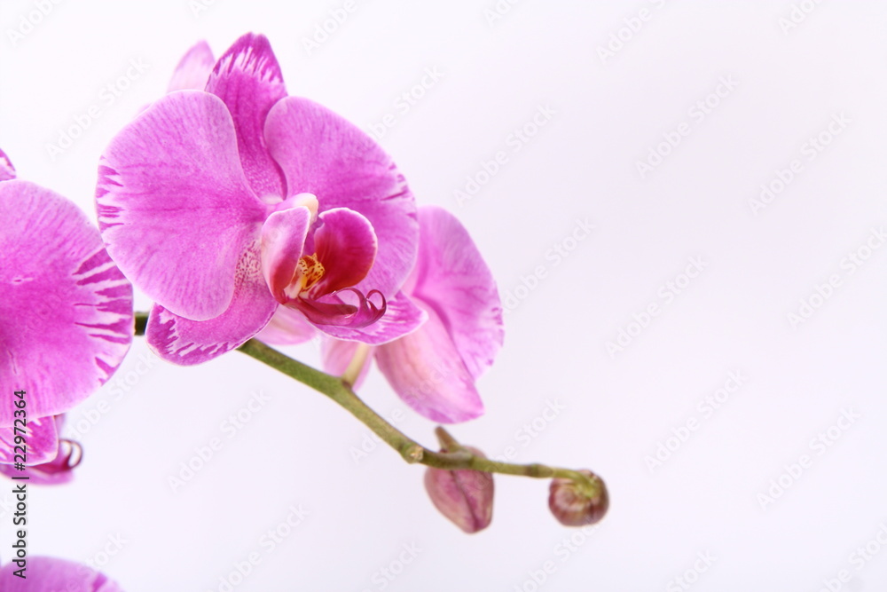 Naklejka premium Pink orchid flowers