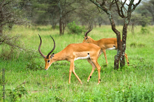 two impala rams in african savannah