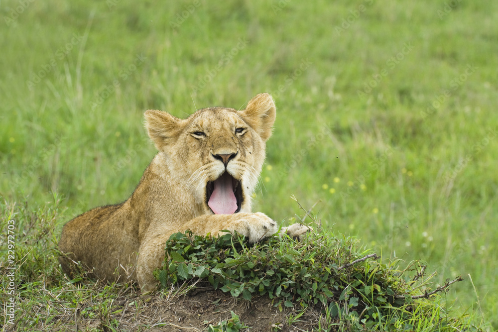 yawning lion cub laying on a grass yawning lion cub laying on a grass