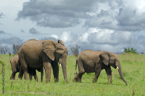 family of three african elephants walking through savanna